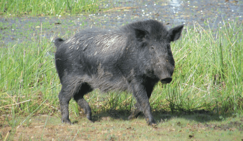 Will feral pig culls be ramped up if ASF reaches Australia?