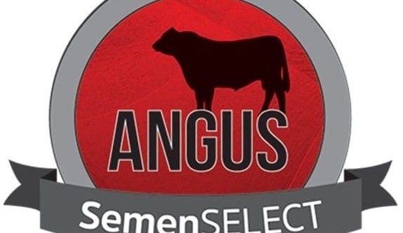 Selection tool makes it easier to source the right Angus semen