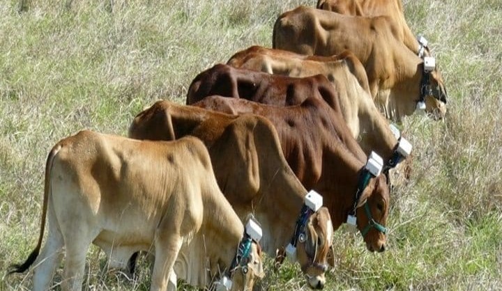 NSW virtual fencing trial shows promise in commercial cattle application