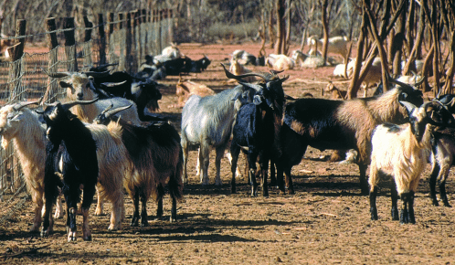 Weekly property review: Goats drive property surge in some western areas