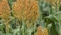 Feedgrain Focus: Sorghum price softens ahead of rain