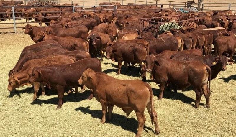 Cow & calf prices softer in larger AuctionsPlus offering