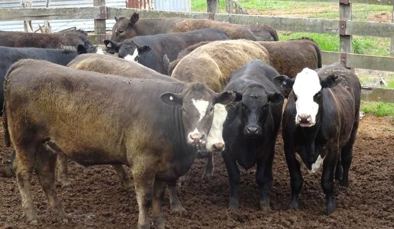 Young cattle values continue to trend down in larger AuctionsPlus offering