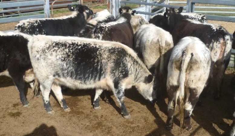 Cows & calves sell to $2580 in smaller AuctionsPlus offering