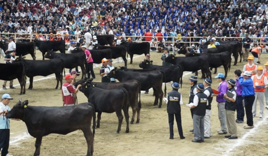 Japan’s magnificent Zenkyo Wagyu show, in pictures and words