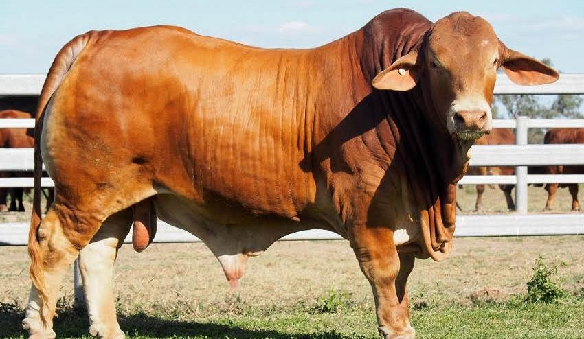 Webinar: Breeding values – Your tool for looking under the hood of your next sire