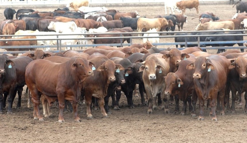 Correction: Fed cattle forward contracts