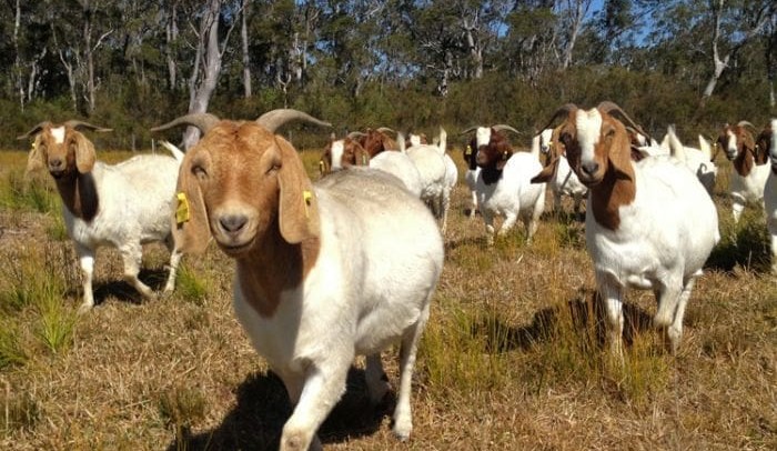 Weekly property review: Is the goat ‘bubble’ about to burst?