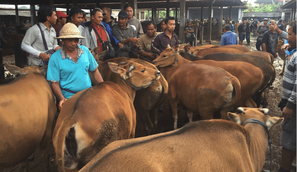 SE Asia Report: Indo/Aus live trade at unprecedented crossroads