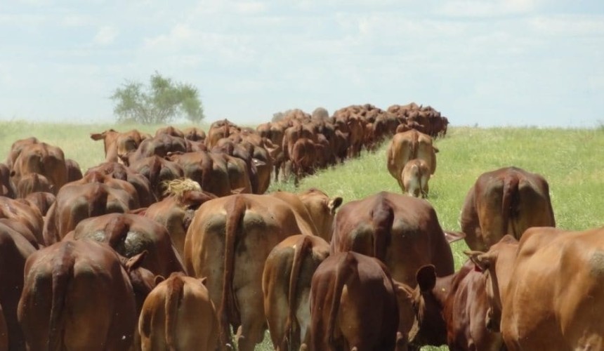 How to do a bull breeding soundness evaluation + VIDEO