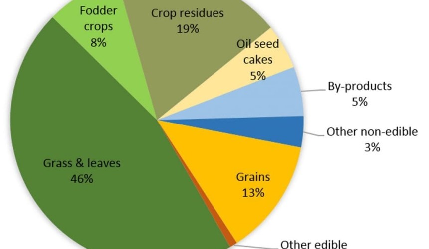 Livestock a much smaller challenge to global food security than often reported