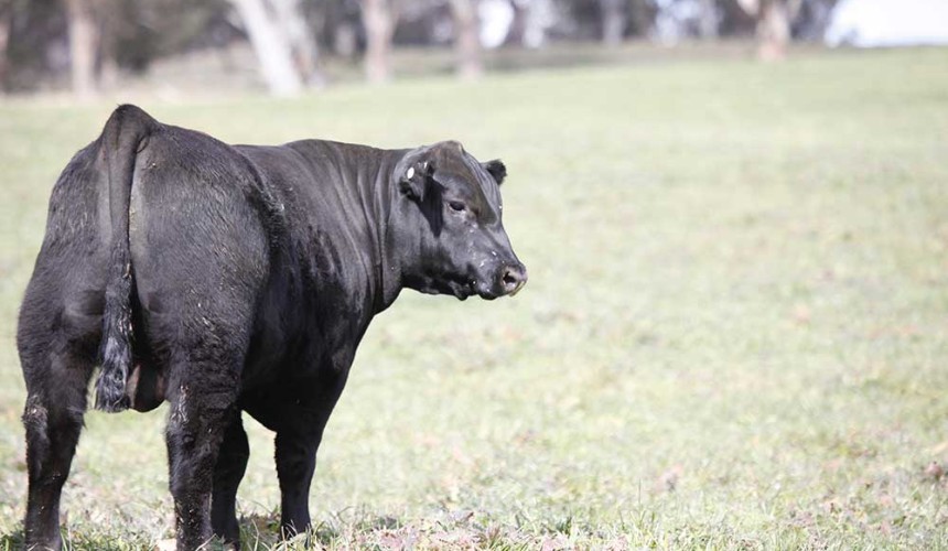Top speakers for Holbrook Beef Genetics Update event