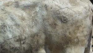 Police investigating alleged theft of Brahman heifers from Marlborough property