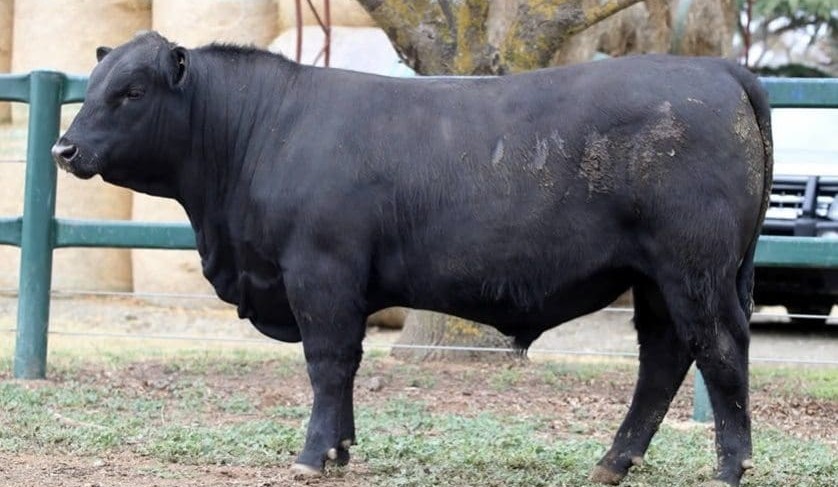 Weekly genetics review: Spring bull sales head north