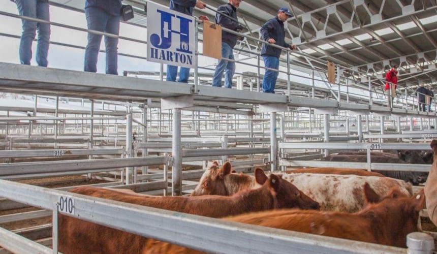SELX prime sale 14 Sept: Yearlings best supplied in larger yarding