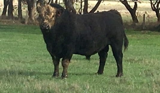 Beef Central’s beef news quiz – August 2017