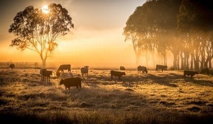 Tackling activism and telling red meat’s story are important, says MLA