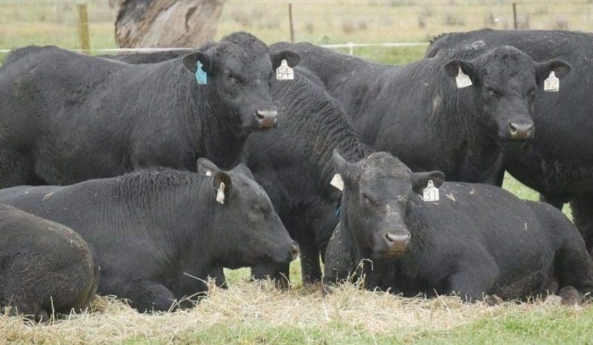 Weekly genetics review: Better data to drive breeding and buying decisions