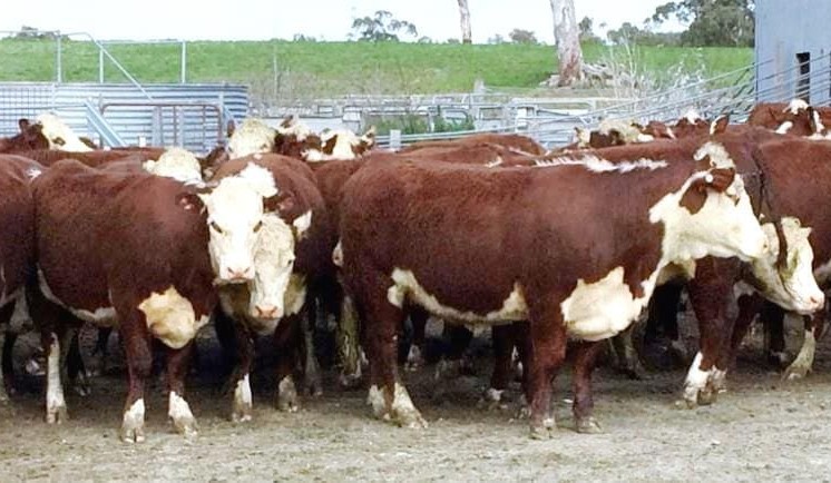 Weather change sees young cattle prices rise on AuctionsPlus