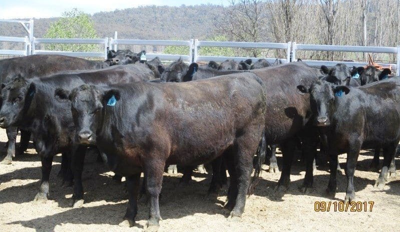 Sharp rise in AuctionsPlus listings, as heifer and steer prices log further rises