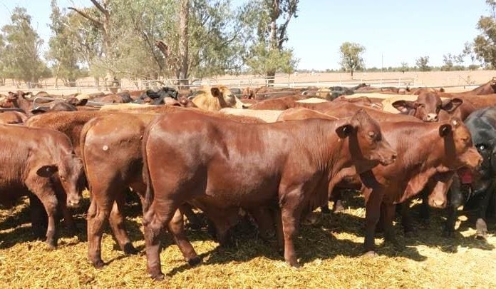 Most descriptions struggle to gain traction in dry-affected AuctionsPlus market