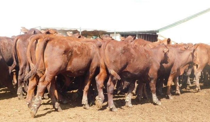 Patchy rain helps lift clearance rate on AuctionsPlus