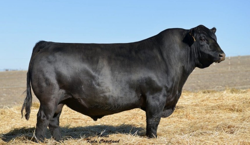 Weekly genetics review: The back-stories behind recent record-setting heifer prices