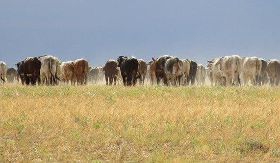 Weekly property review: 2019 prospects hinge on drought’s end