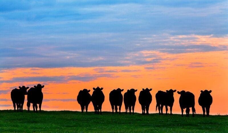 Kerry Stokes offloads Kangaroo Island grazing assets