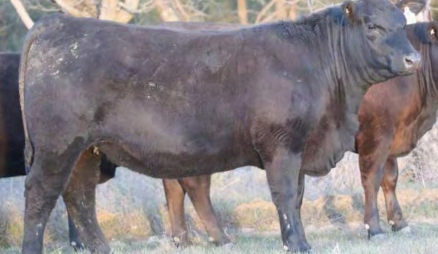 Angus heifer sets new all-breeds female record at $190,000