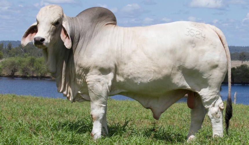 NCC Brahman bull sets $325,000 all breeds record price – UPDATED