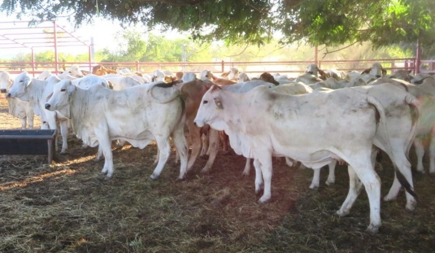 Kidman Springs research reinforces compelling reasons to supplement with P
