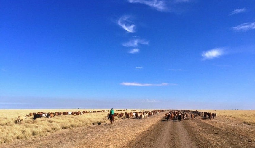 New legislation set to unlock NT pastoral development
