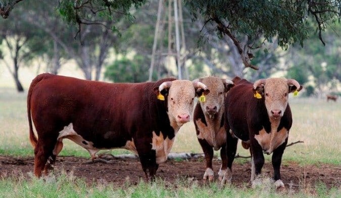 Herefords join move to single-step genetic evaluation