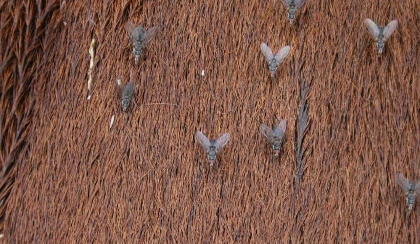Weekly genetics review: Selection for resistance to buffalo fly