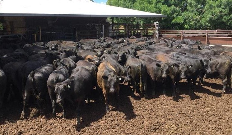 Cattle price trends: Has industry structural change created a more vulnerable market for light feeders?