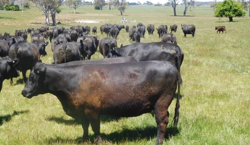Steer and heifer prices trend down in smaller AuctionsPlus offering