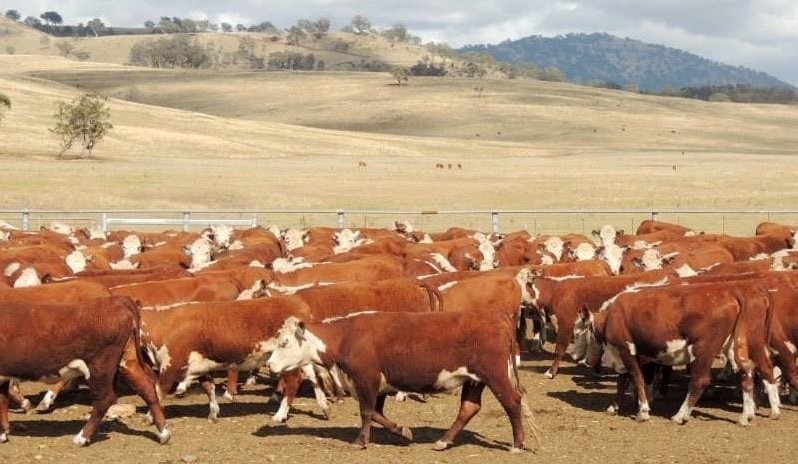 Heifer prices trend down in 10,600 head AuctionsPlus offering