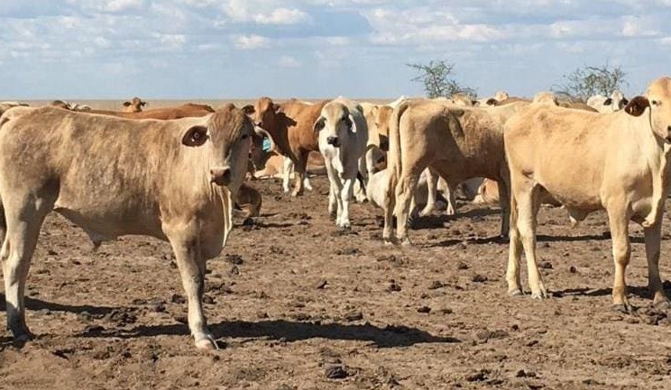 Steer, heifer prices trend downwards on AuctionsPlus