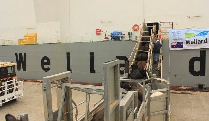 First full year loss in four years for Wellard
