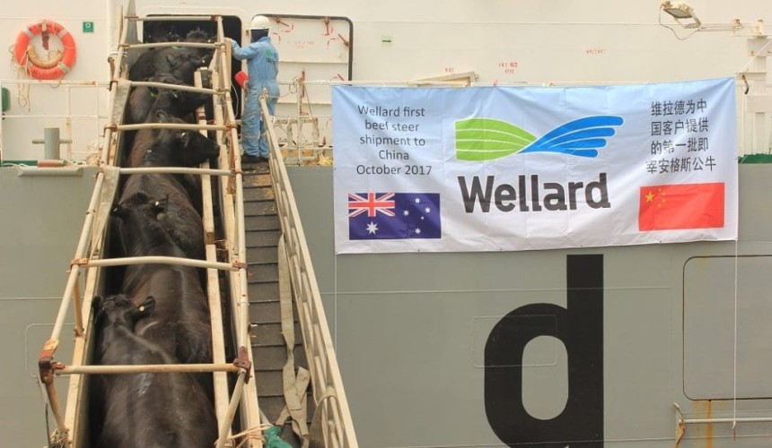 $2.1m half-year loss for Wellard as charter transition continues