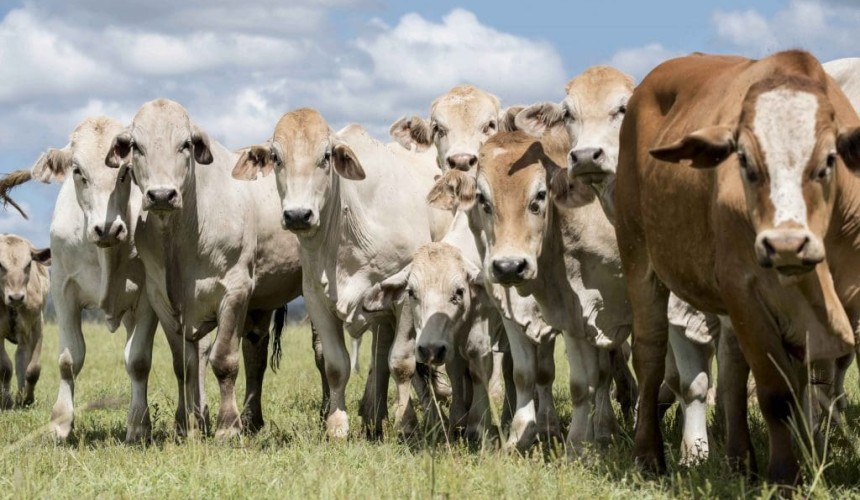Scrapping global agricultural subsidies and tariffs reduces emissions improves food security: ABARES