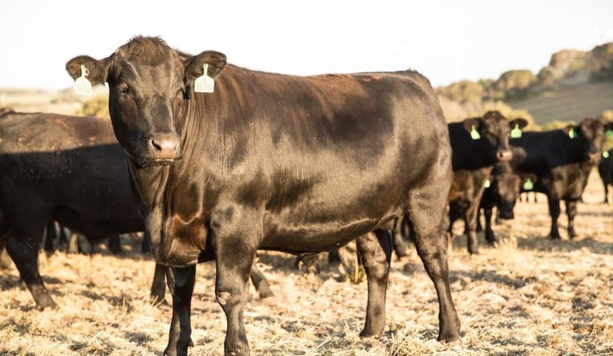 Momentum to China building as Phoenix Exports sends Australia’s third beef cattle shipment