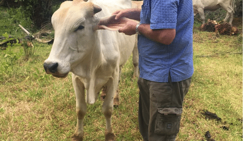 SE Asia Report: Importers resorting to extended credit for butchers to move cattle out of feedlots