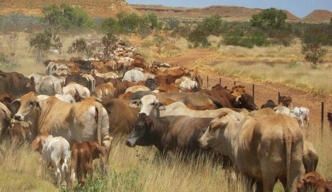 WA scraps cultural heritage laws after ag industry opposition