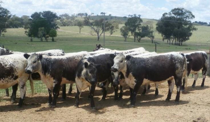 Light to medium steer and heifer prices advance on AuctionsPlus