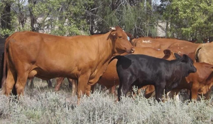 Weekly genetics review: Are our mature cows becoming too big?