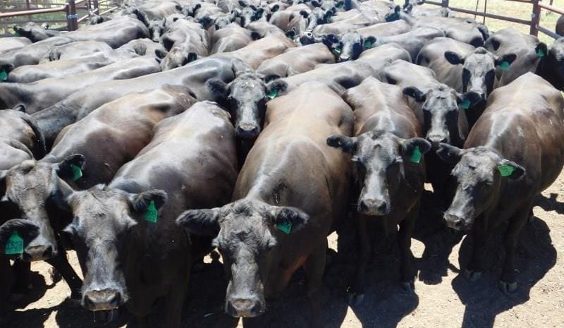 Heifer markets ease in final AuctionsPlus sales for the year