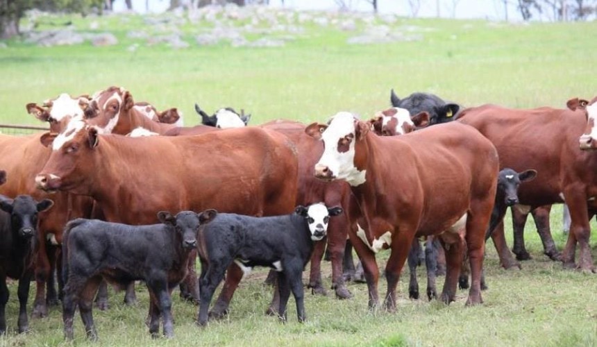 Weekly genetics review: Udder shape and selection decisions
