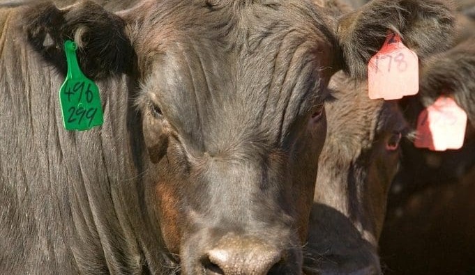 New Grain Fed Finished standard comes into play
